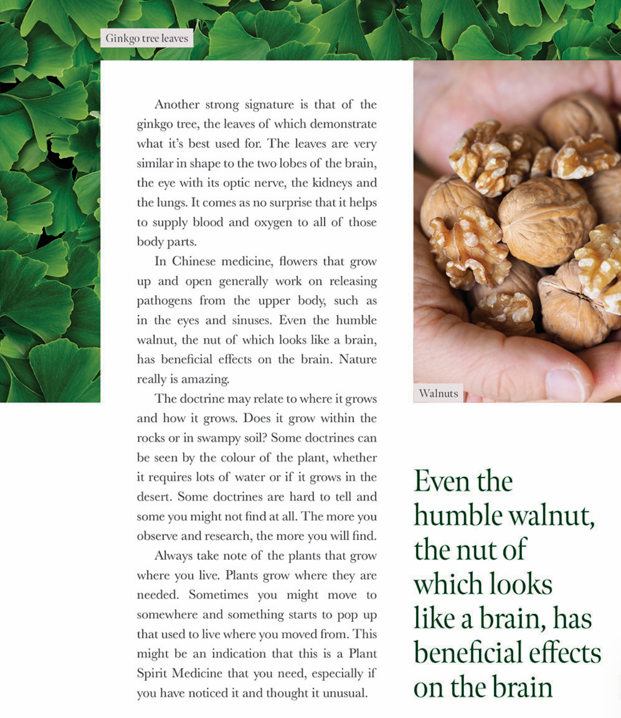 PLANT SPIRIT MEDICINE