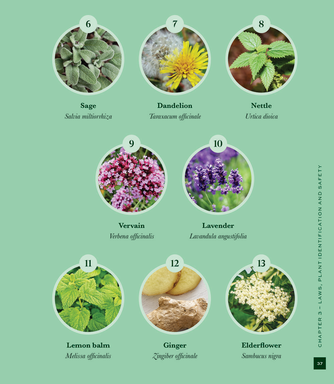 PLANT SPIRIT MEDICINE